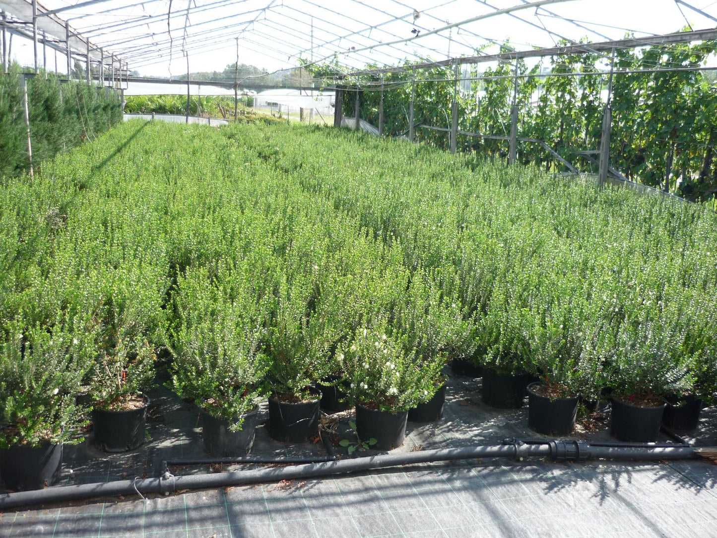 MYRTUS communis 'Tarentina'
