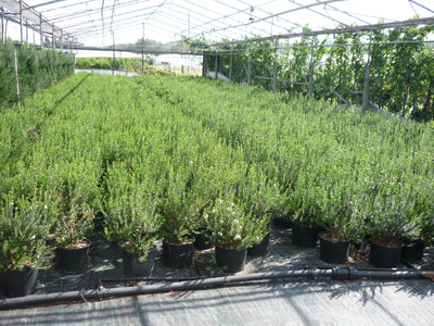 MYRTUS communis 'Tarentina'