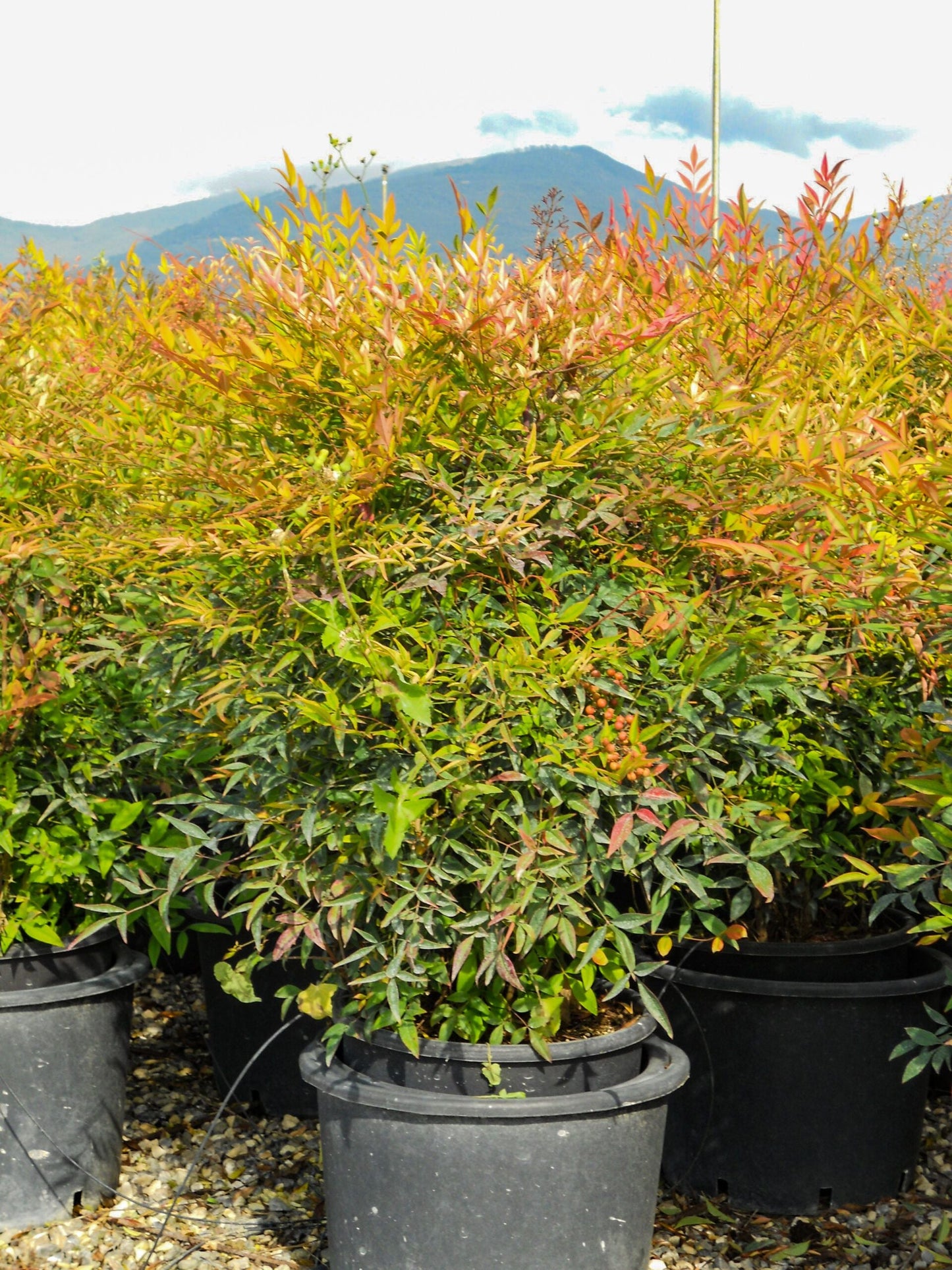 NANDINA domestica