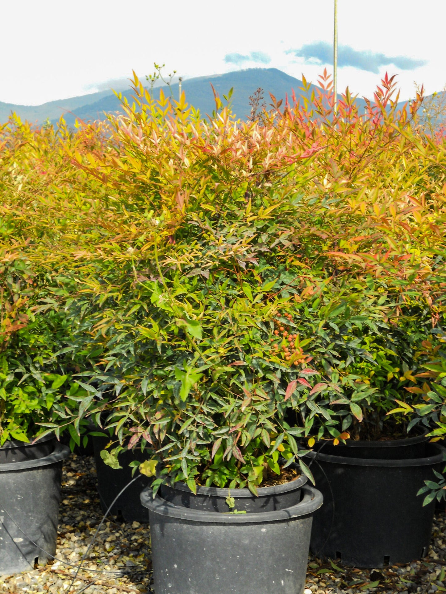 NANDINA domestica