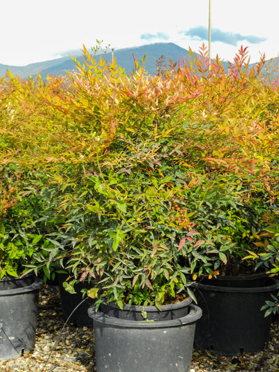 NANDINA domestica