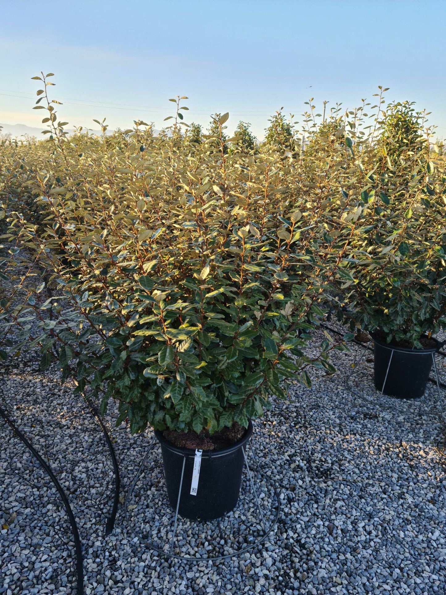 ELAEAGNUS x ebbingei 'Compacta'