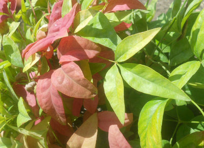 NANDINA domestica 'Aka Blush Pink' ®