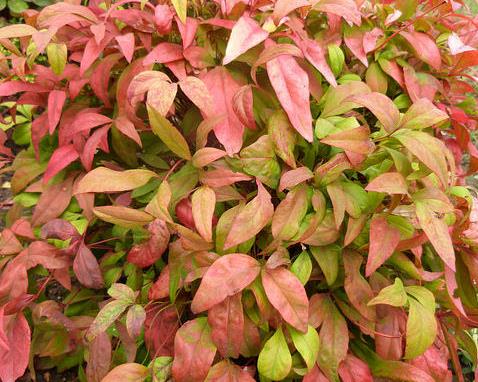 NANDINA domestica 'Fire Power'