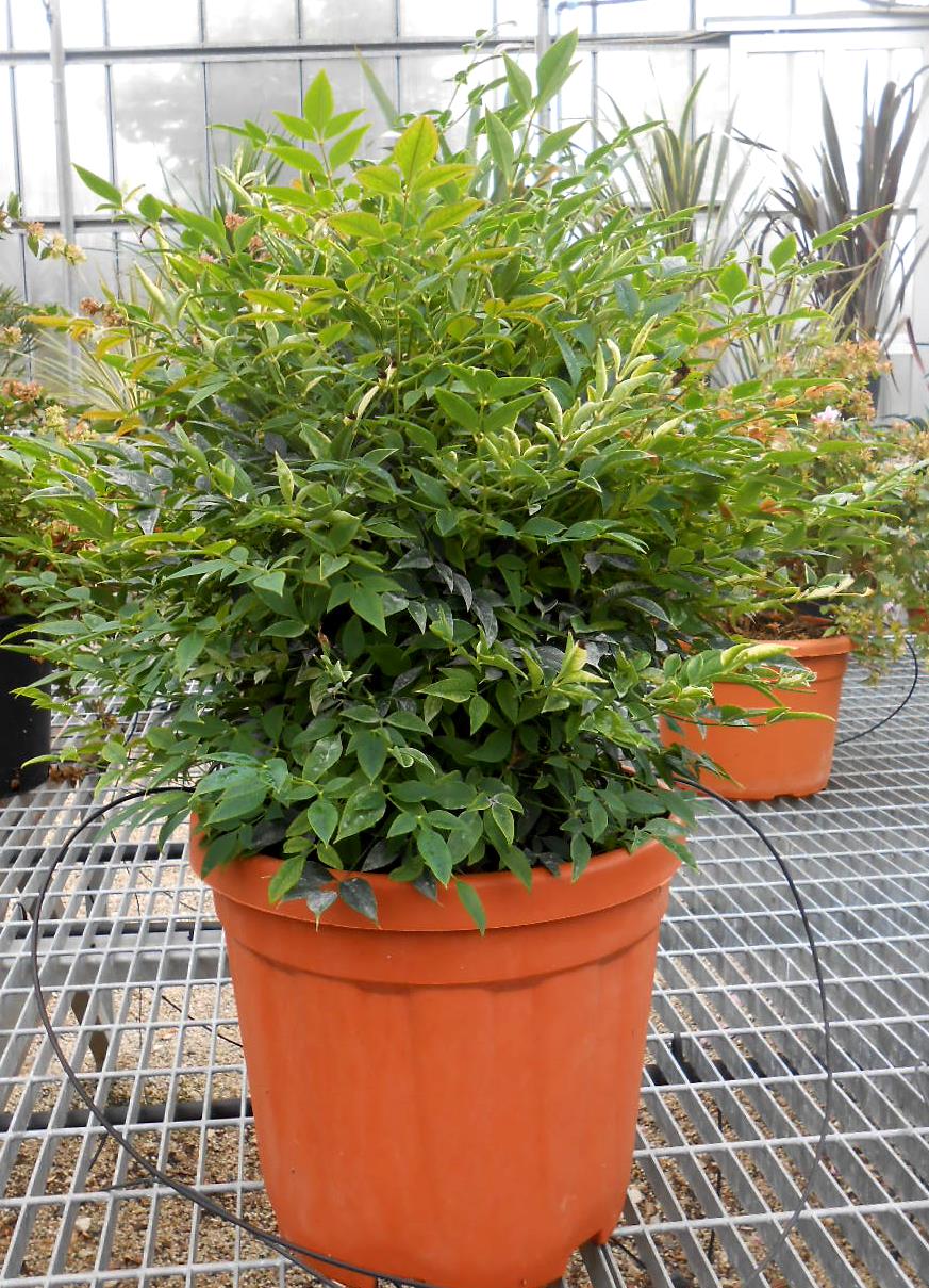 NANDINA domestica 'Gulf Stream'