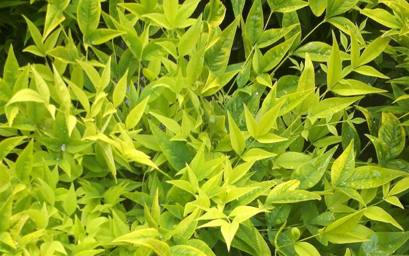 NANDINA domestica 'Lemon-Lime' ®
