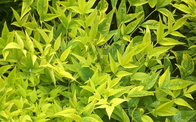 NANDINA domestica 'Lemon-Lime' ®