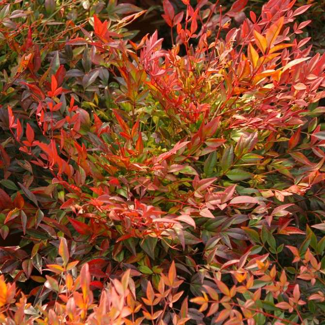 NANDINA domestica 'Moon Bay'