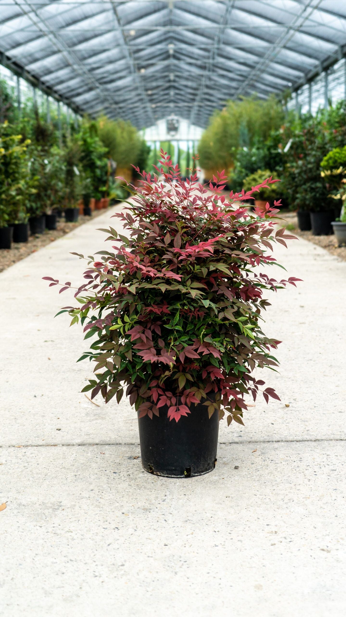 NANDINA domestica 'Obsessed' ®