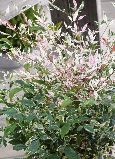 NANDINA domestica 'Twilight' ®
