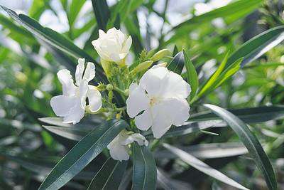 NERIUM oleander 'Bianco Semplice'