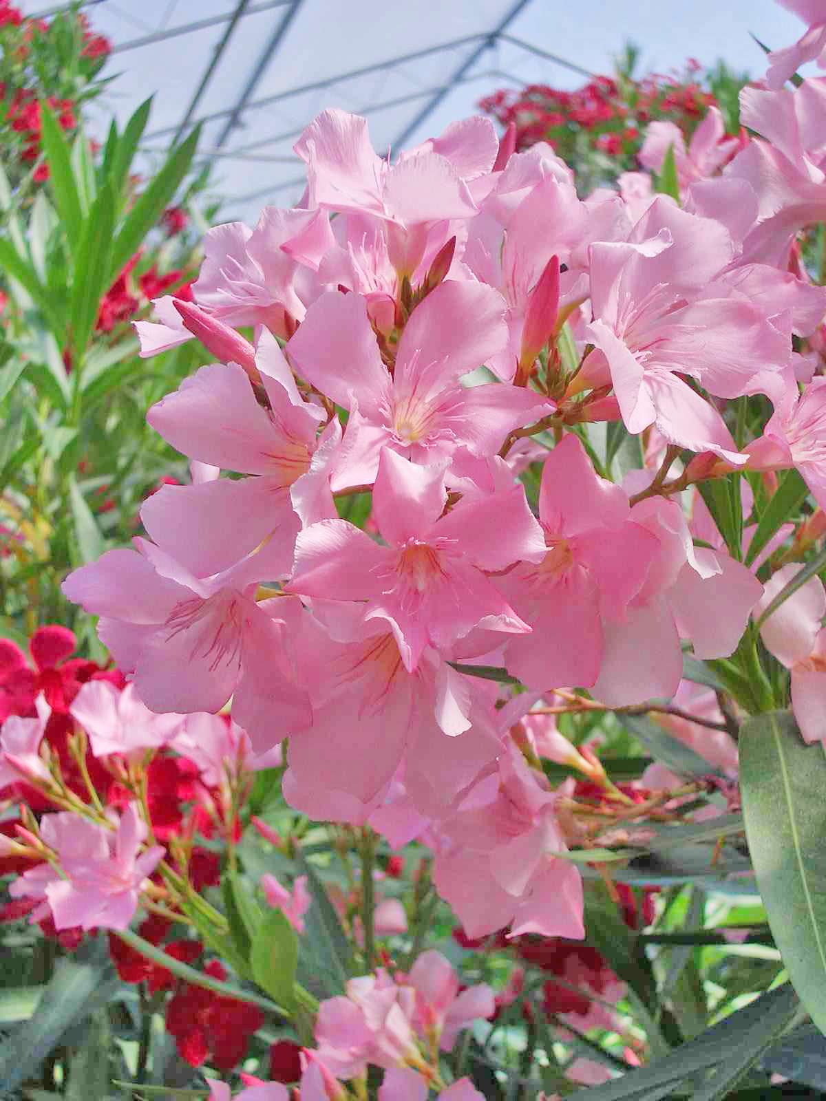 NERIUM oleander 'Rosa Semplice'