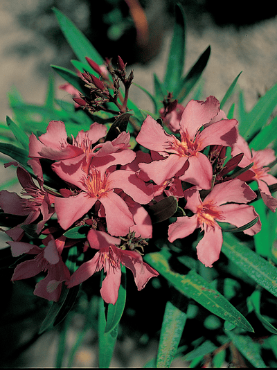 NERIUM oleander 'Salmone Semplice'