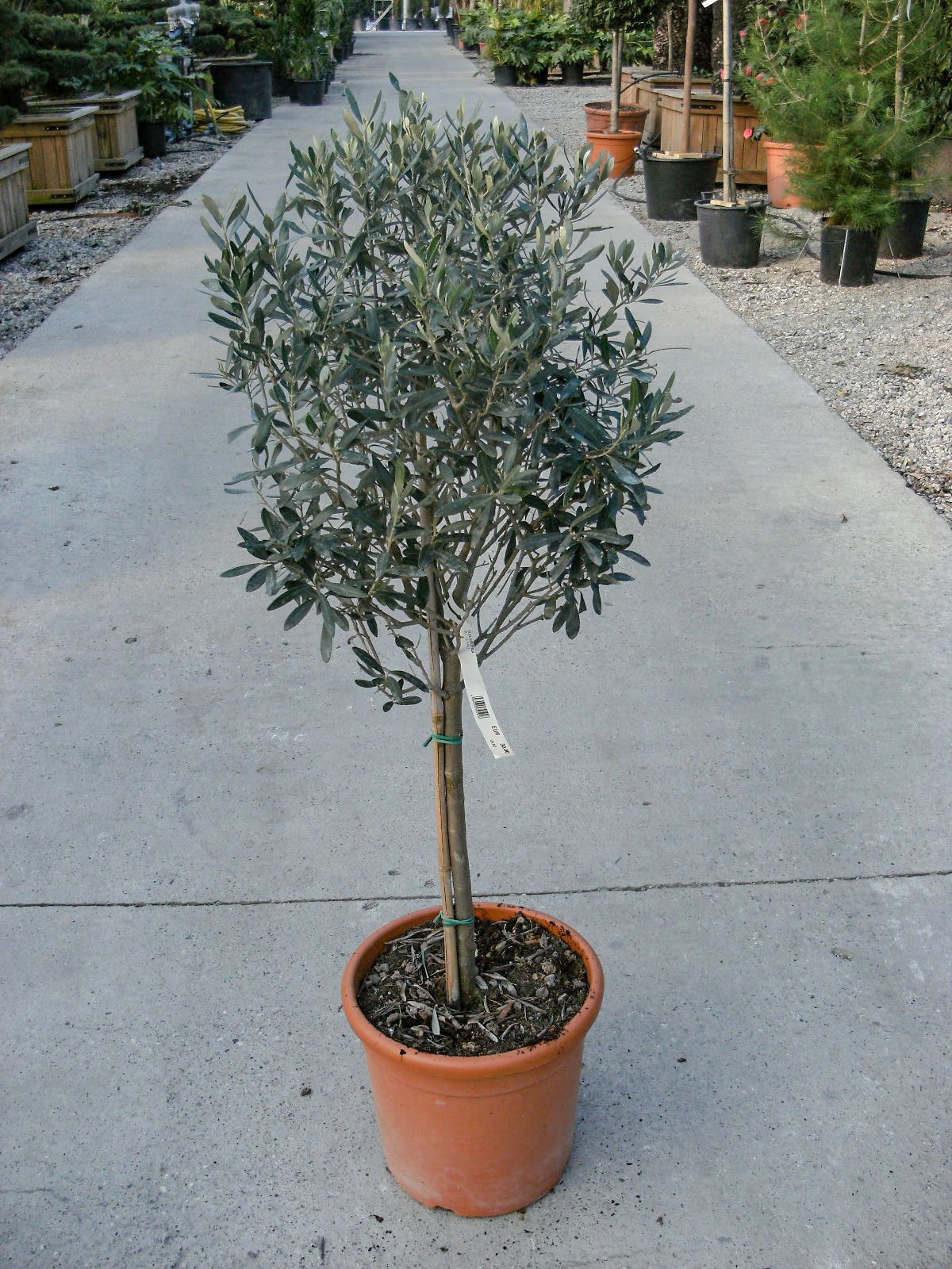 OLEA europaea