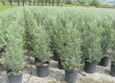 OLEA europaea 'Cipressino'