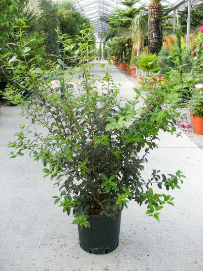 OSMAREA burkwoodii