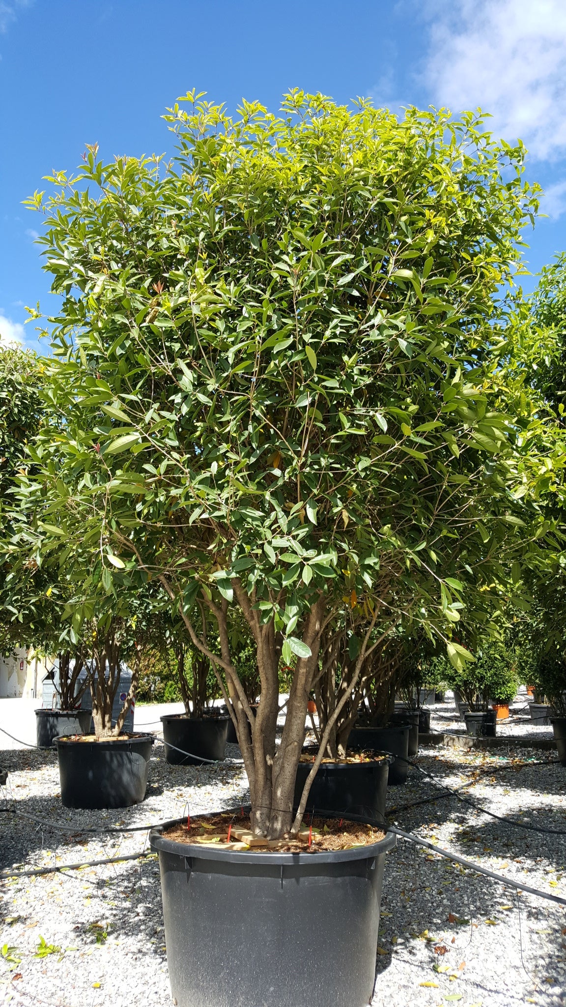 OSMANTHUS armatus