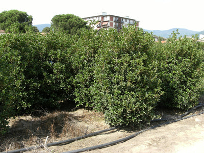 OSMANTHUS x fortunei