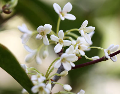 OSMANTHUS fragrans