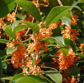 OSMANTHUS fragrans 'Rubra'