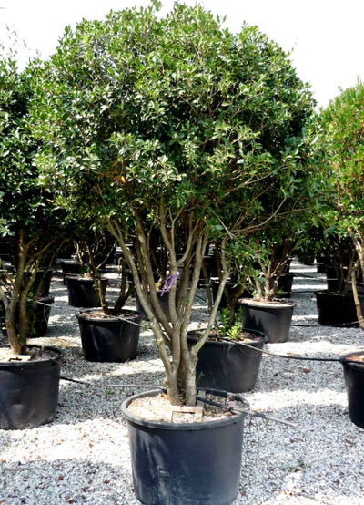 OSMANTHUS heterophyllus