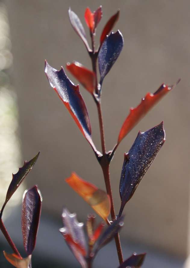 OSMANTHUS heterophyllus 'Purpureus'