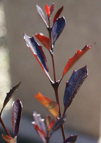 OSMANTHUS heterophyllus 'Purpureus'
