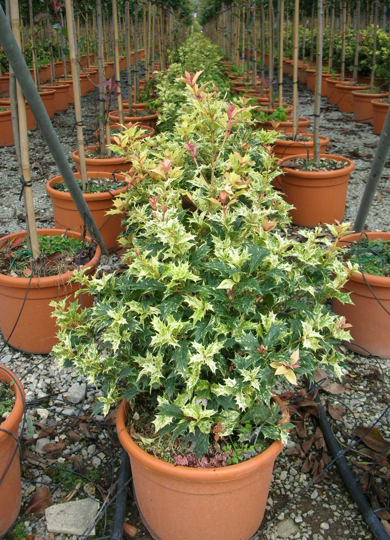OSMANTHUS heterophyllus 'Tricolor'