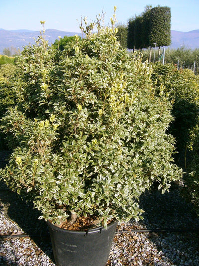 OSMANTHUS heterophyllus 'Variegatus'