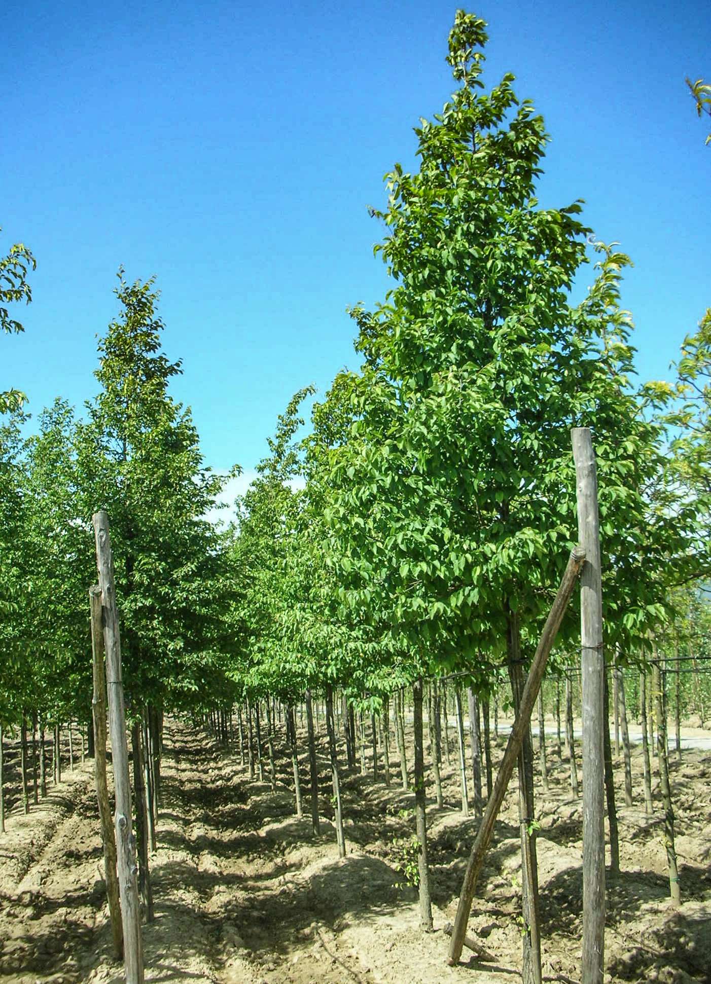 OSTRYA carpinifolia