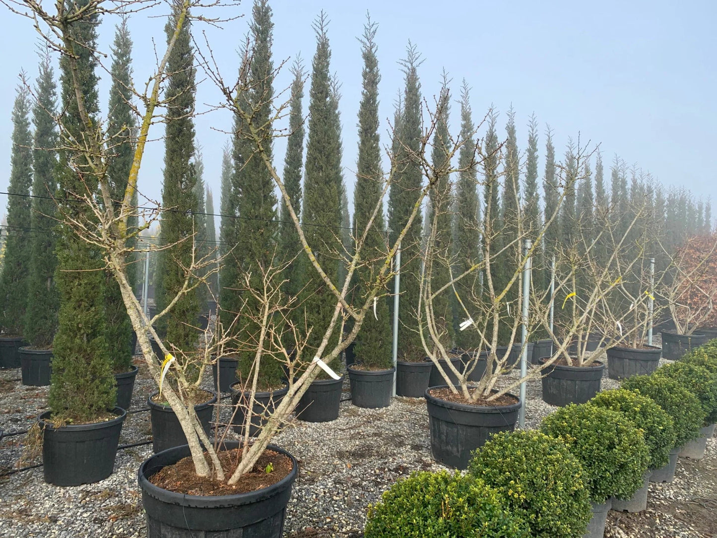 GLEDITSIA triacanthos 'Elegantissima'