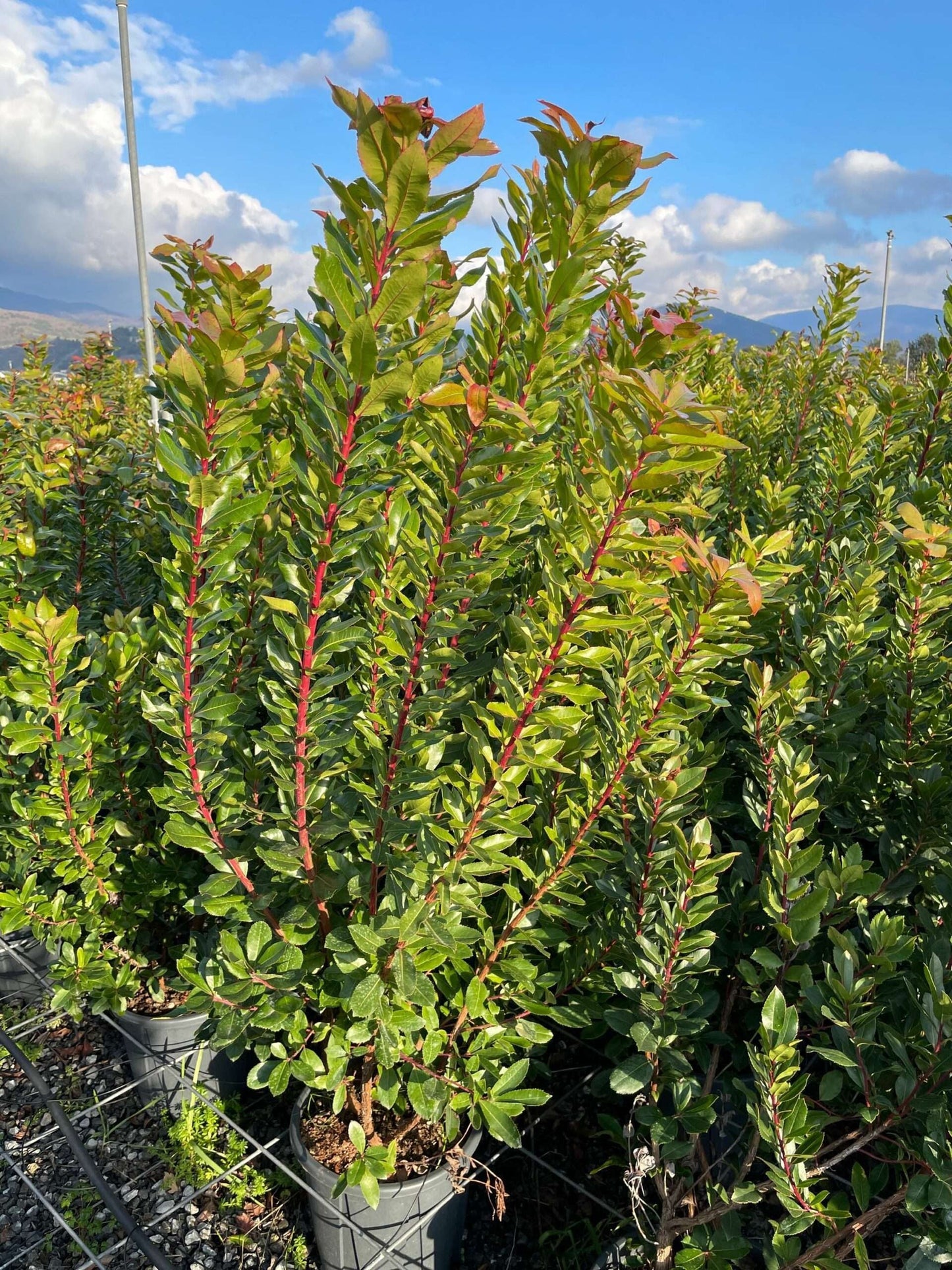 ARBUTUS unedo 'Compacta'