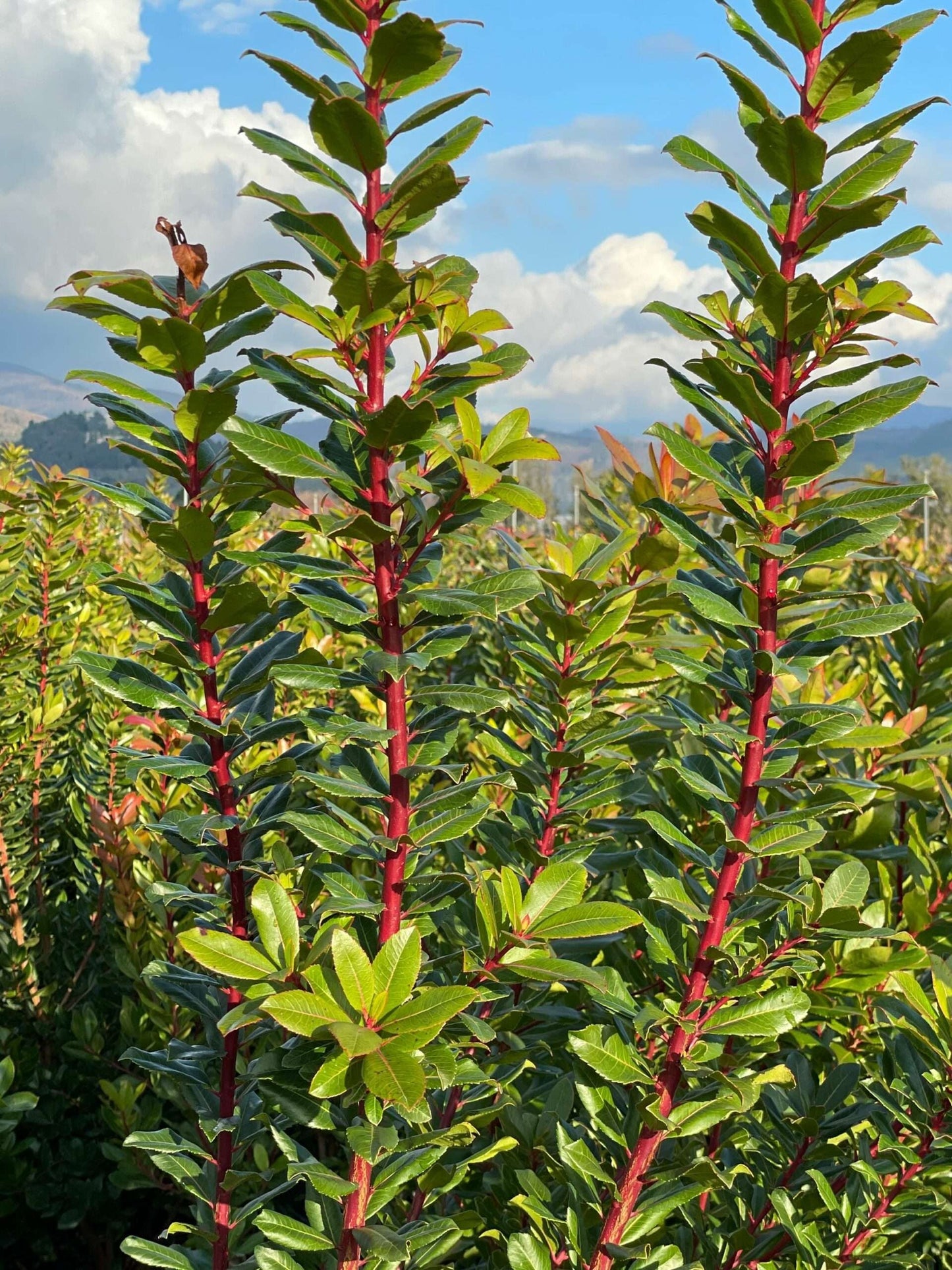 ARBUTUS unedo 'Compacta'