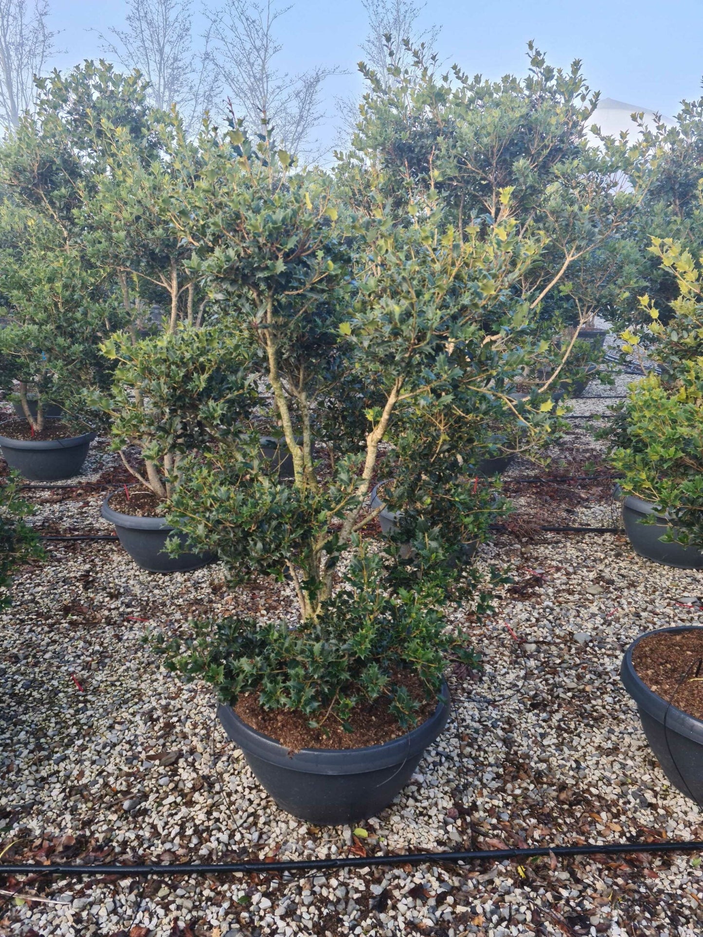 OSMANTHUS heterophyllus 'Giulfti'