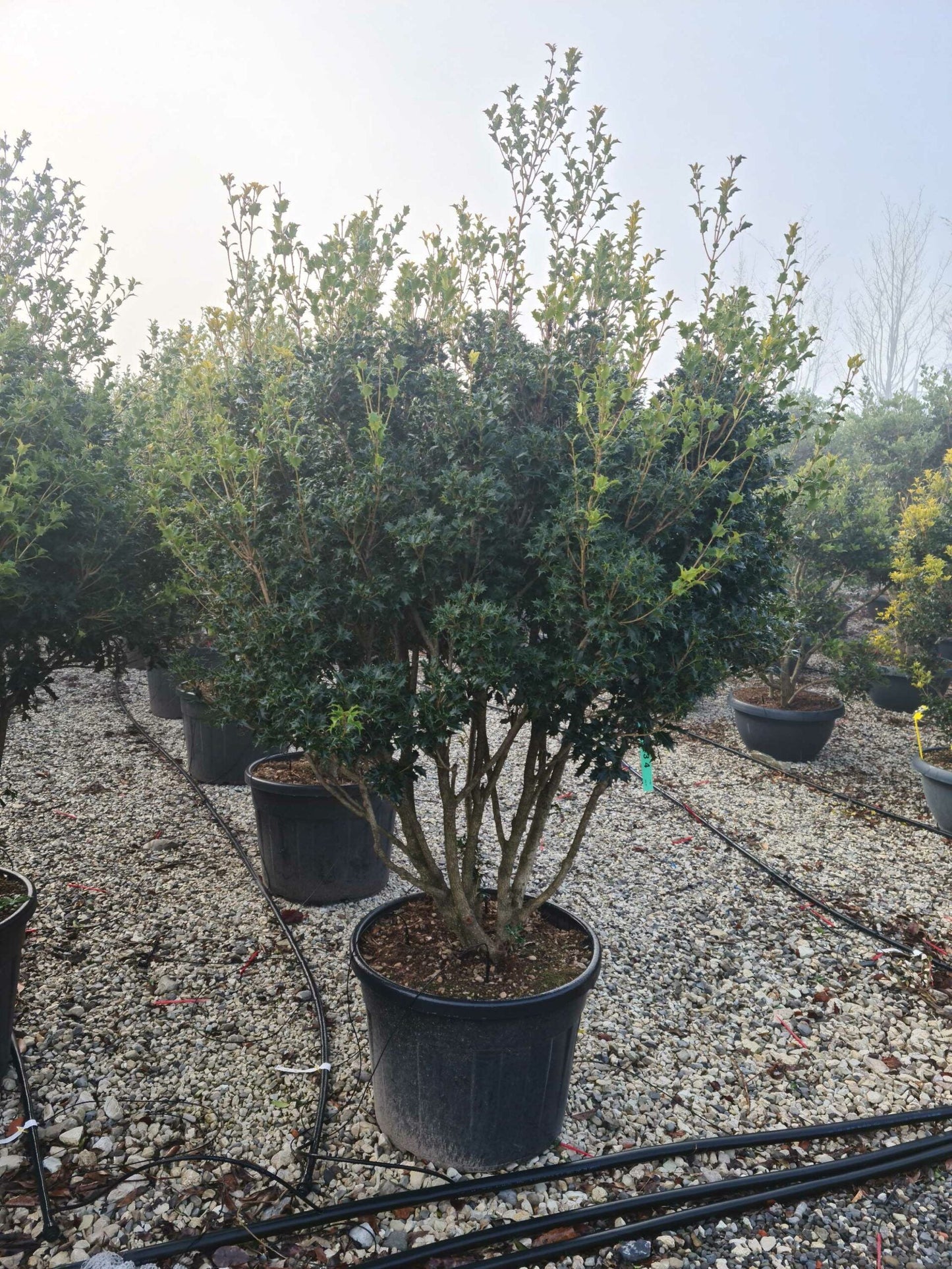 OSMANTHUS heterophyllus 'Giulfti'