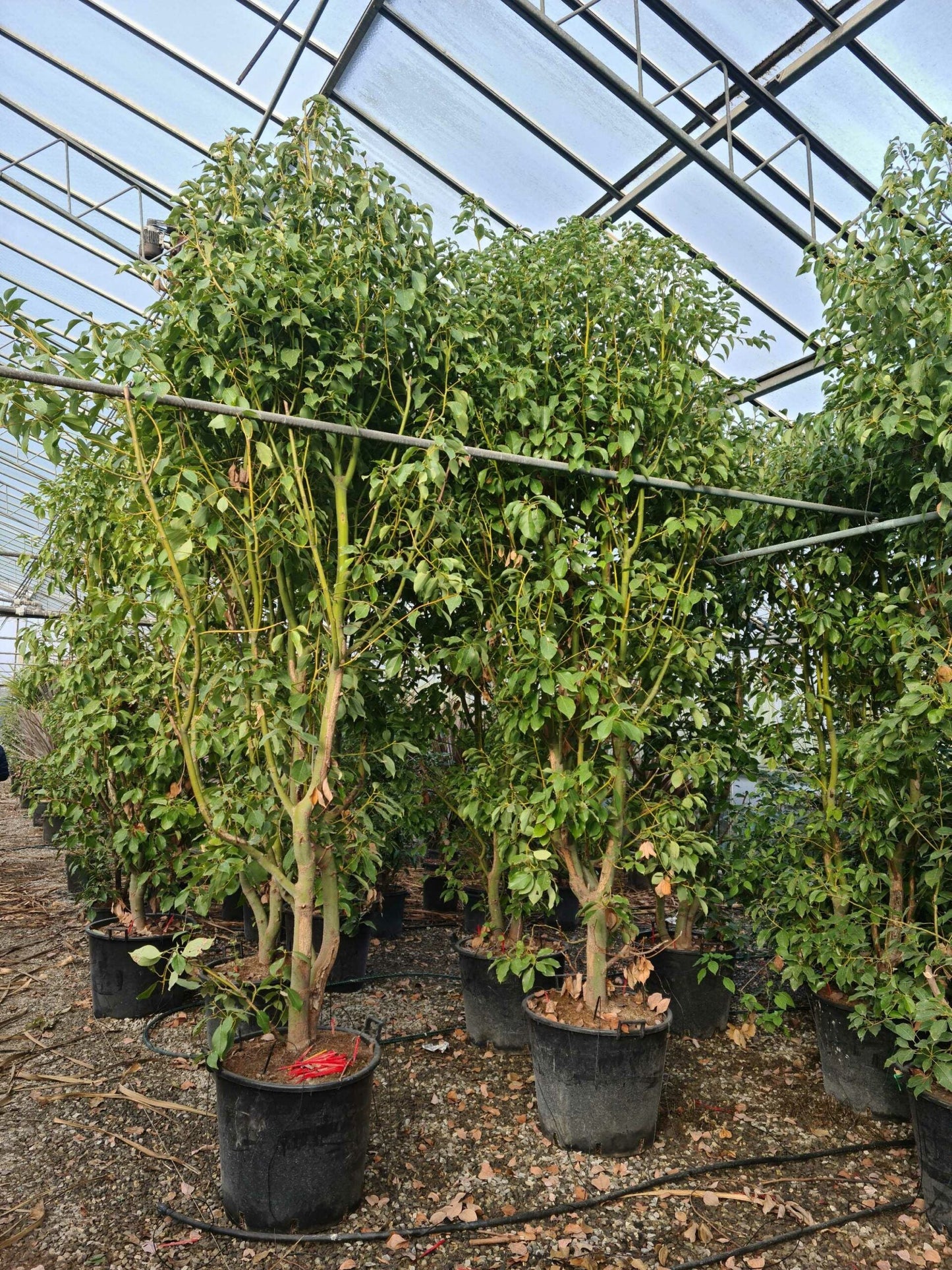 CISTUS albidus