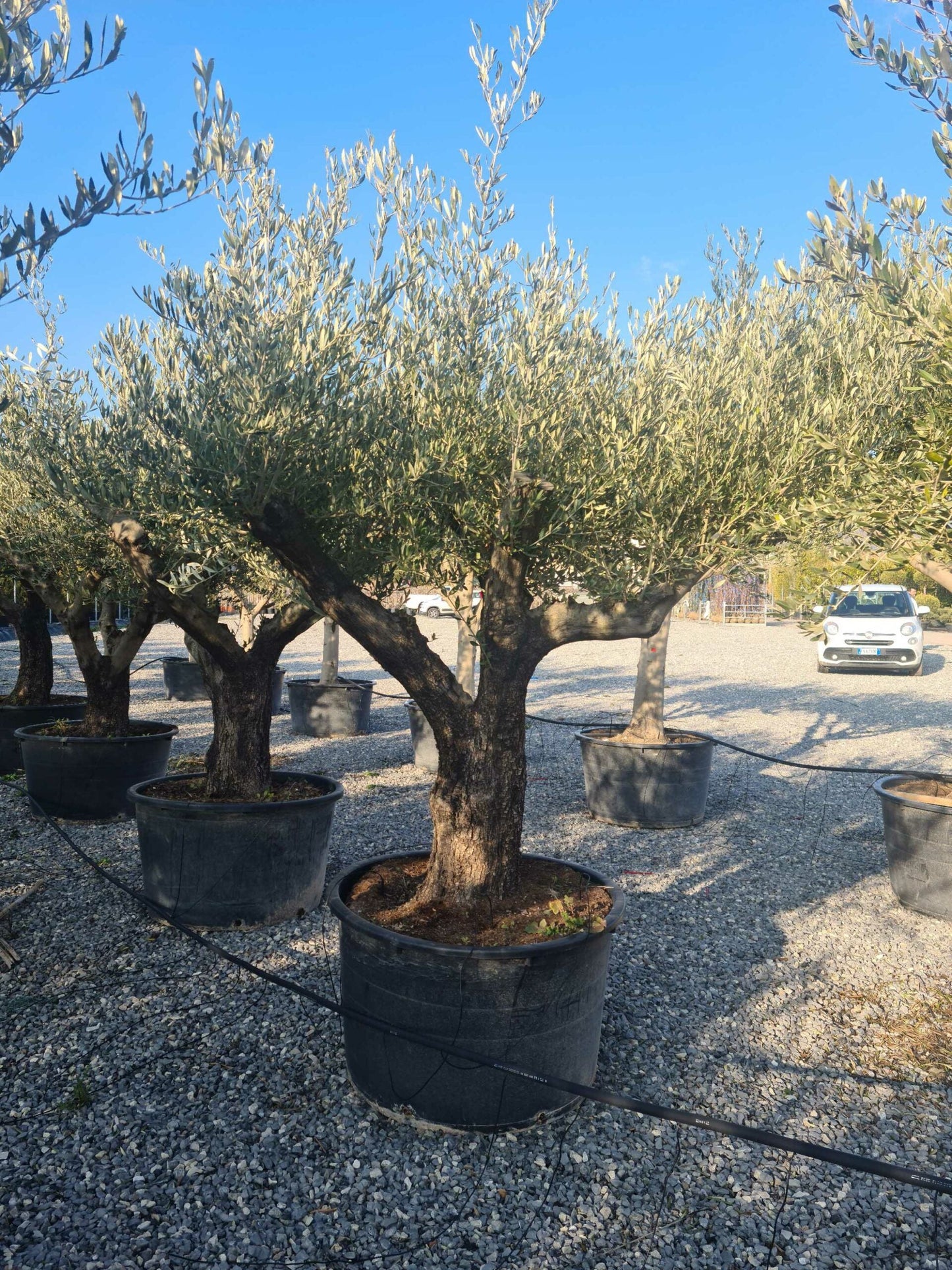 OLEA europaea 'Aglandaou'