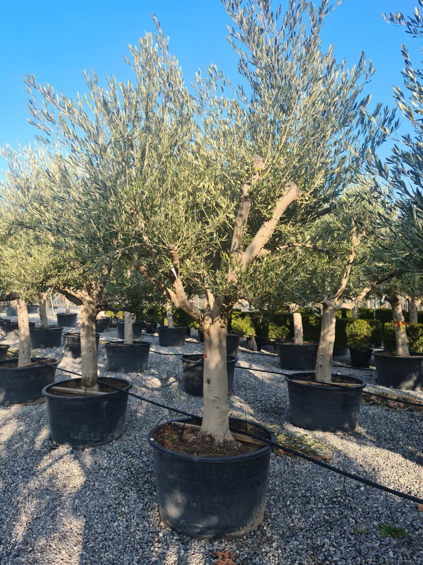 OLEA europaea 'Aglandaou'