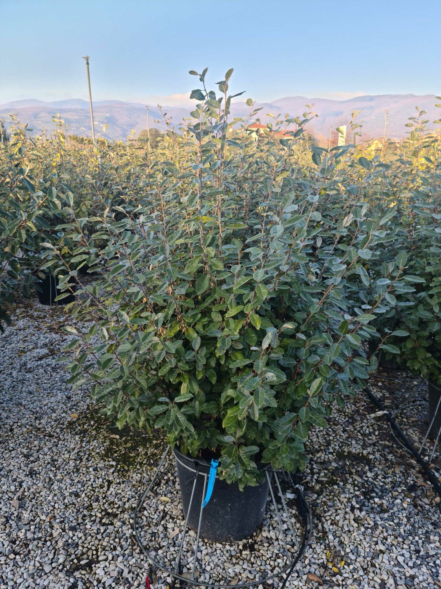 ELAEAGNUS x ebbingei 'Compacta'