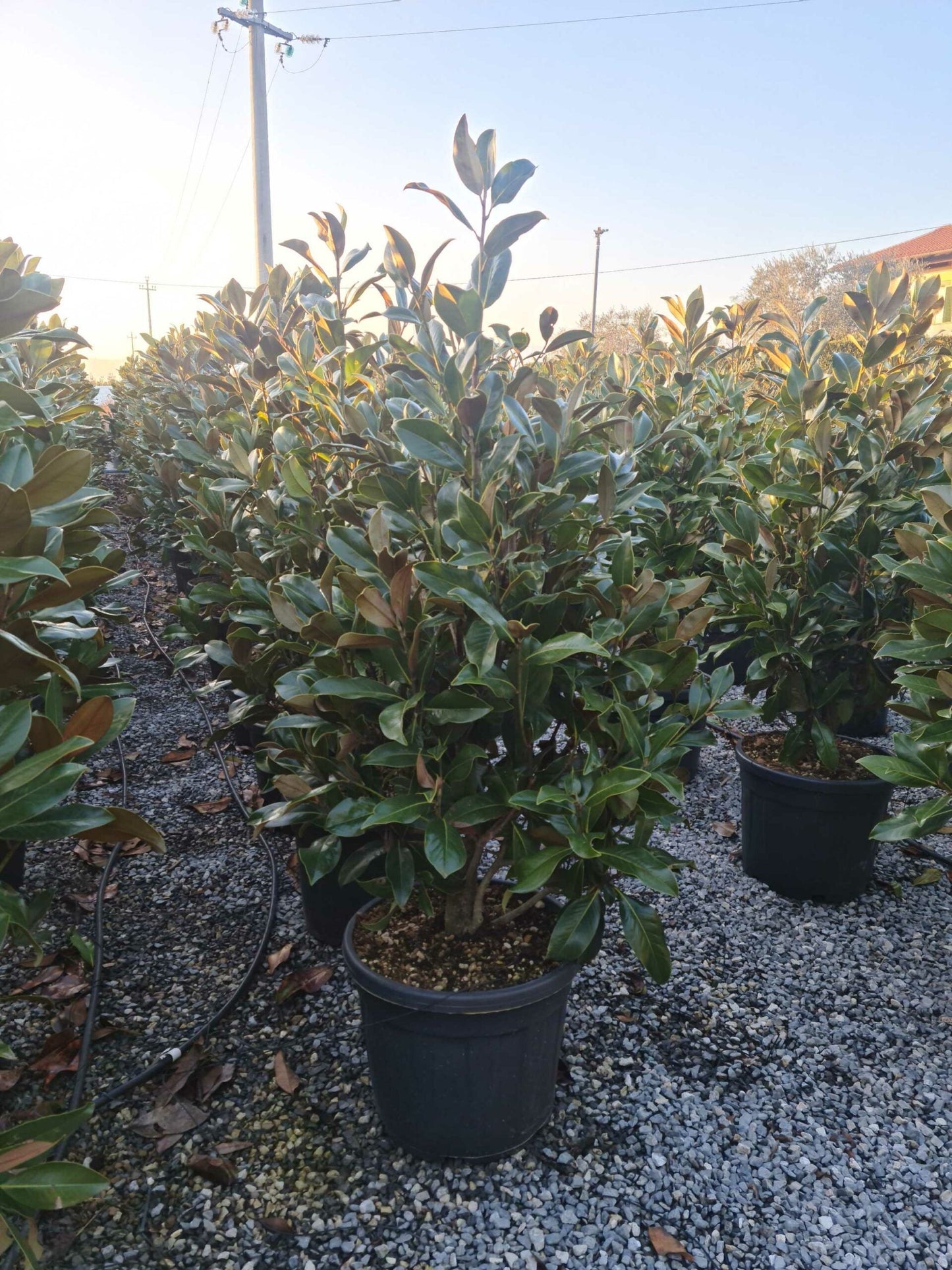 MAGNOLIA grandiflora 'Little Gem'