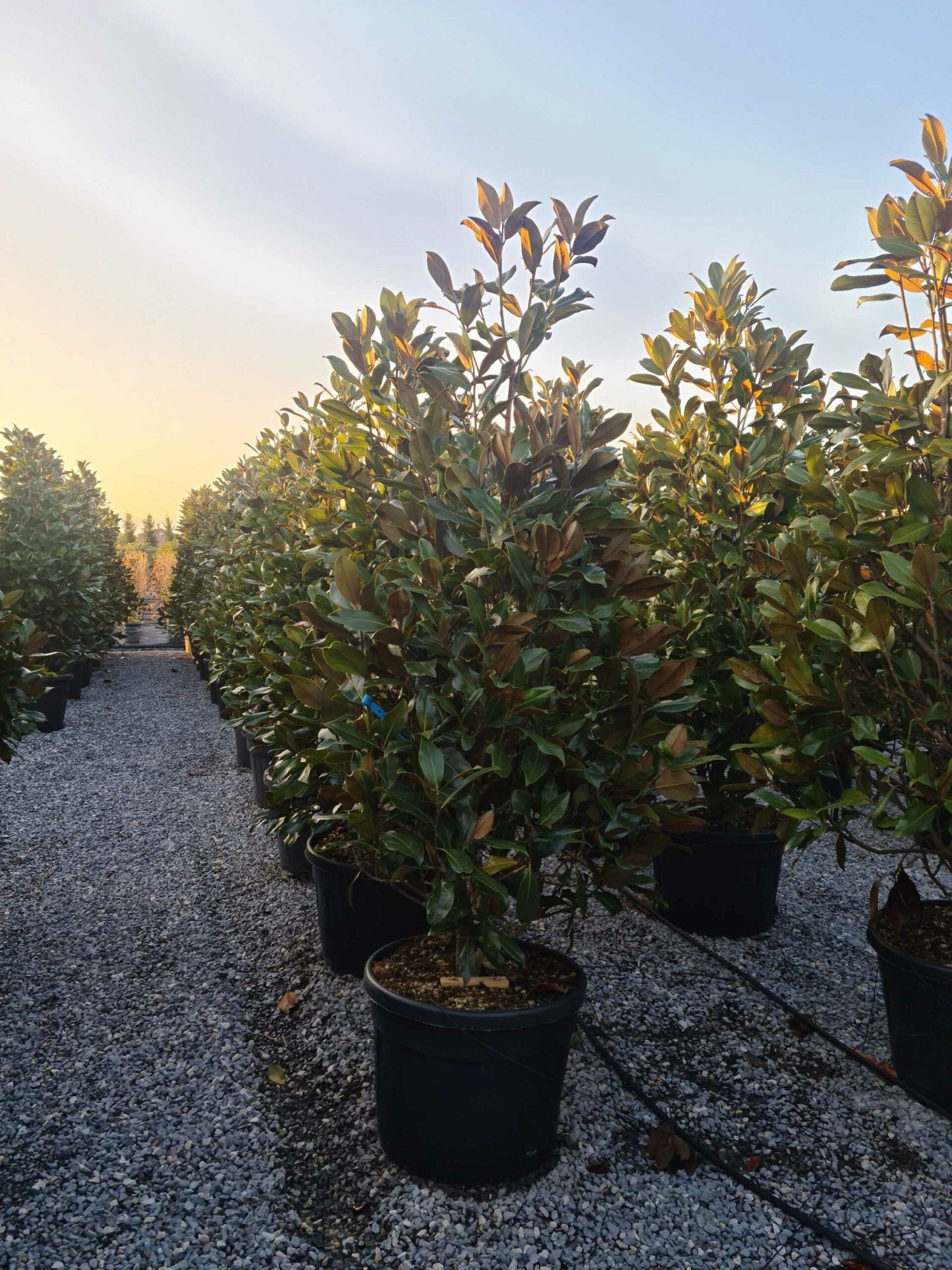 MAGNOLIA grandiflora 'Little Gem'