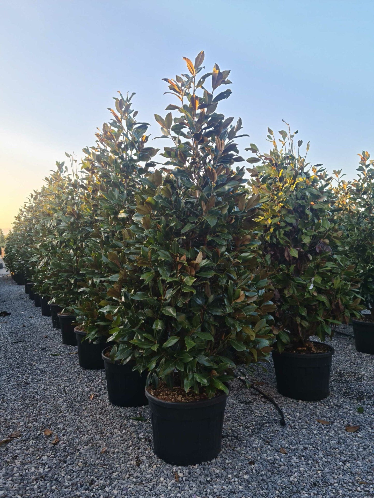 MAGNOLIA grandiflora 'Little Gem'