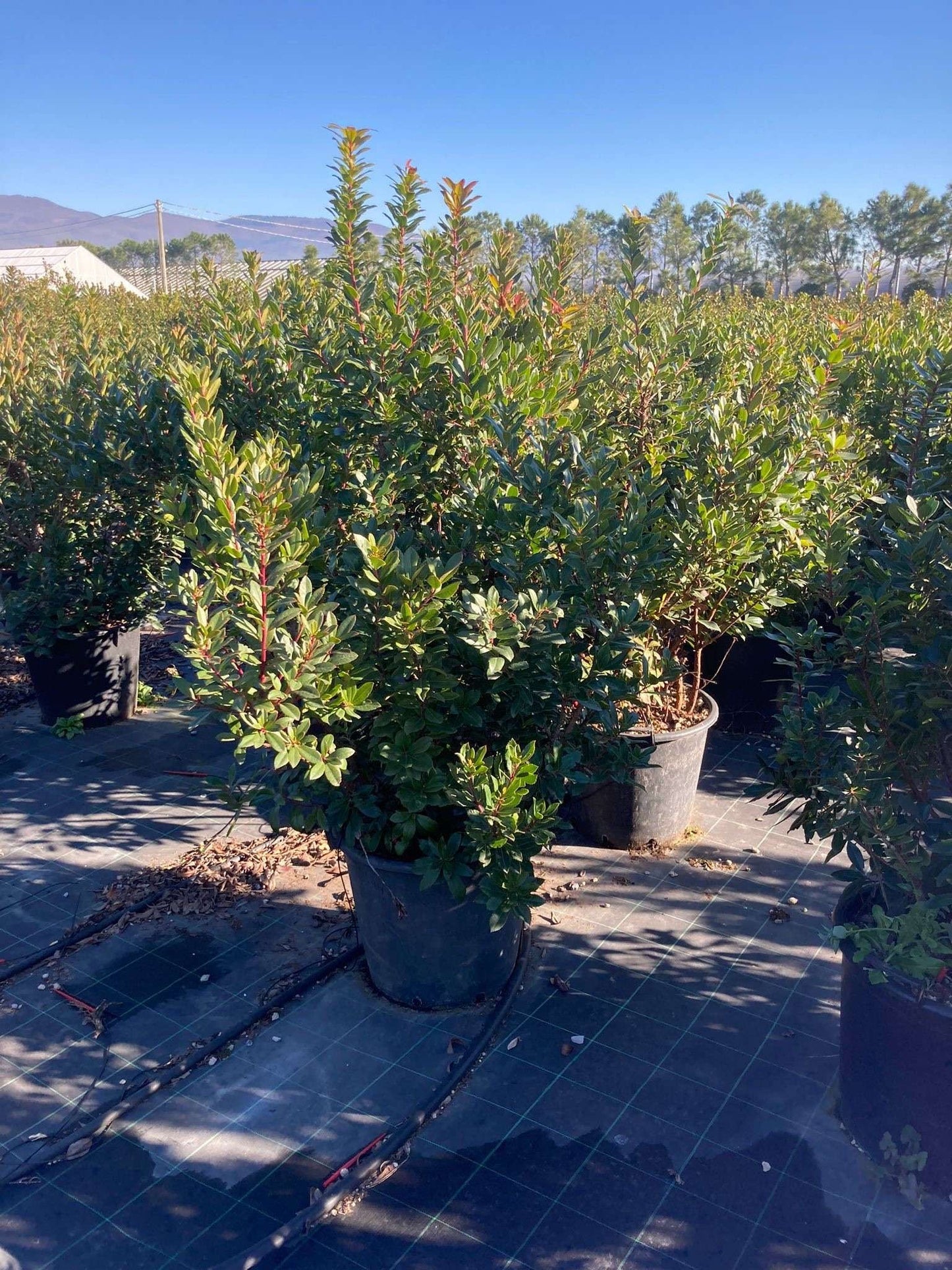 ARBUTUS unedo 'Compacta'