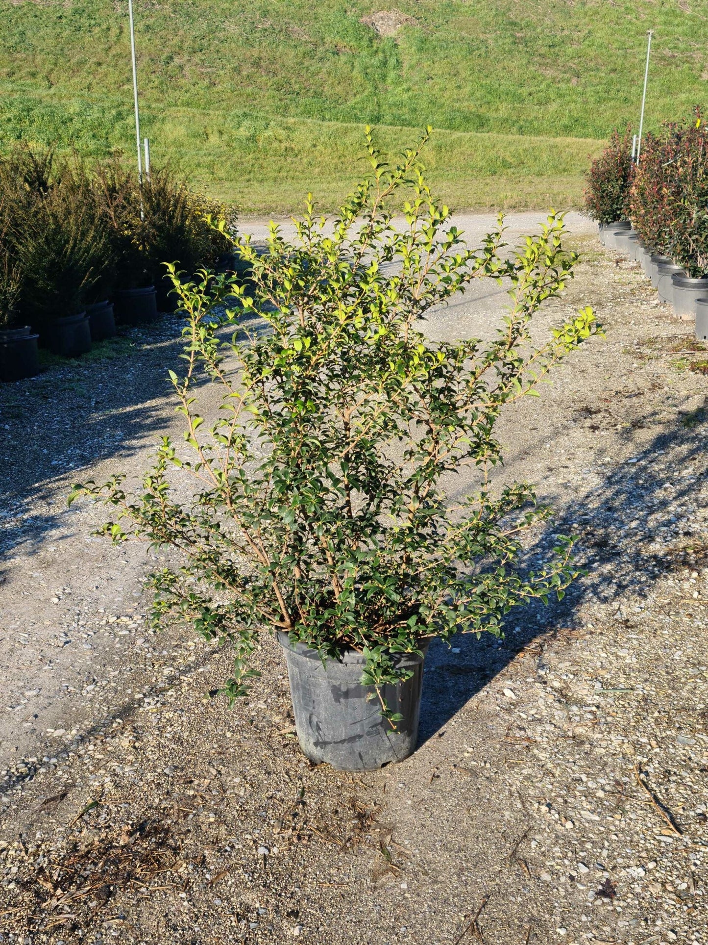 OSTRYA carpinifolia