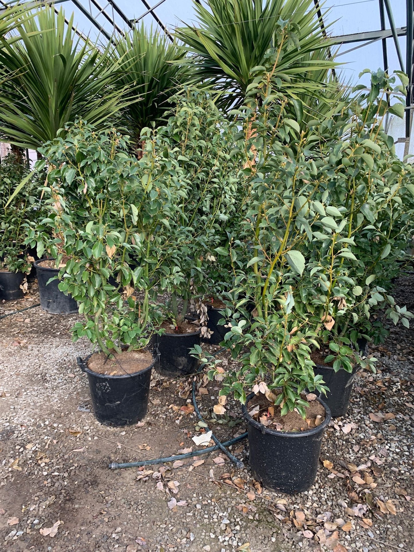 CISTUS albidus
