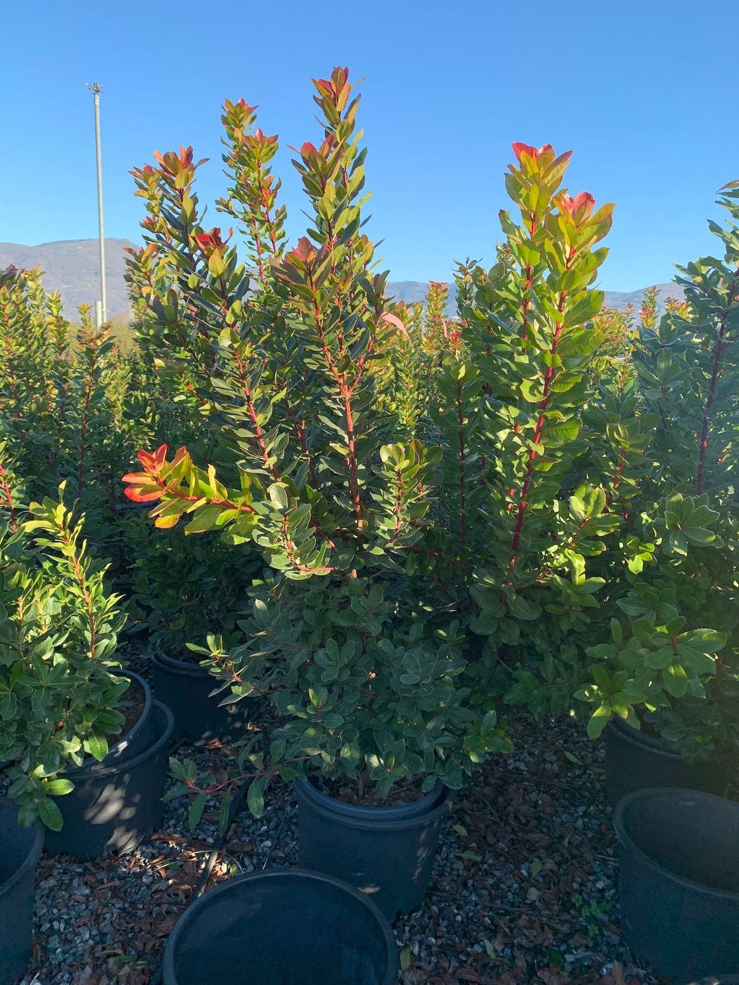 ARBUTUS unedo 'Compacta'