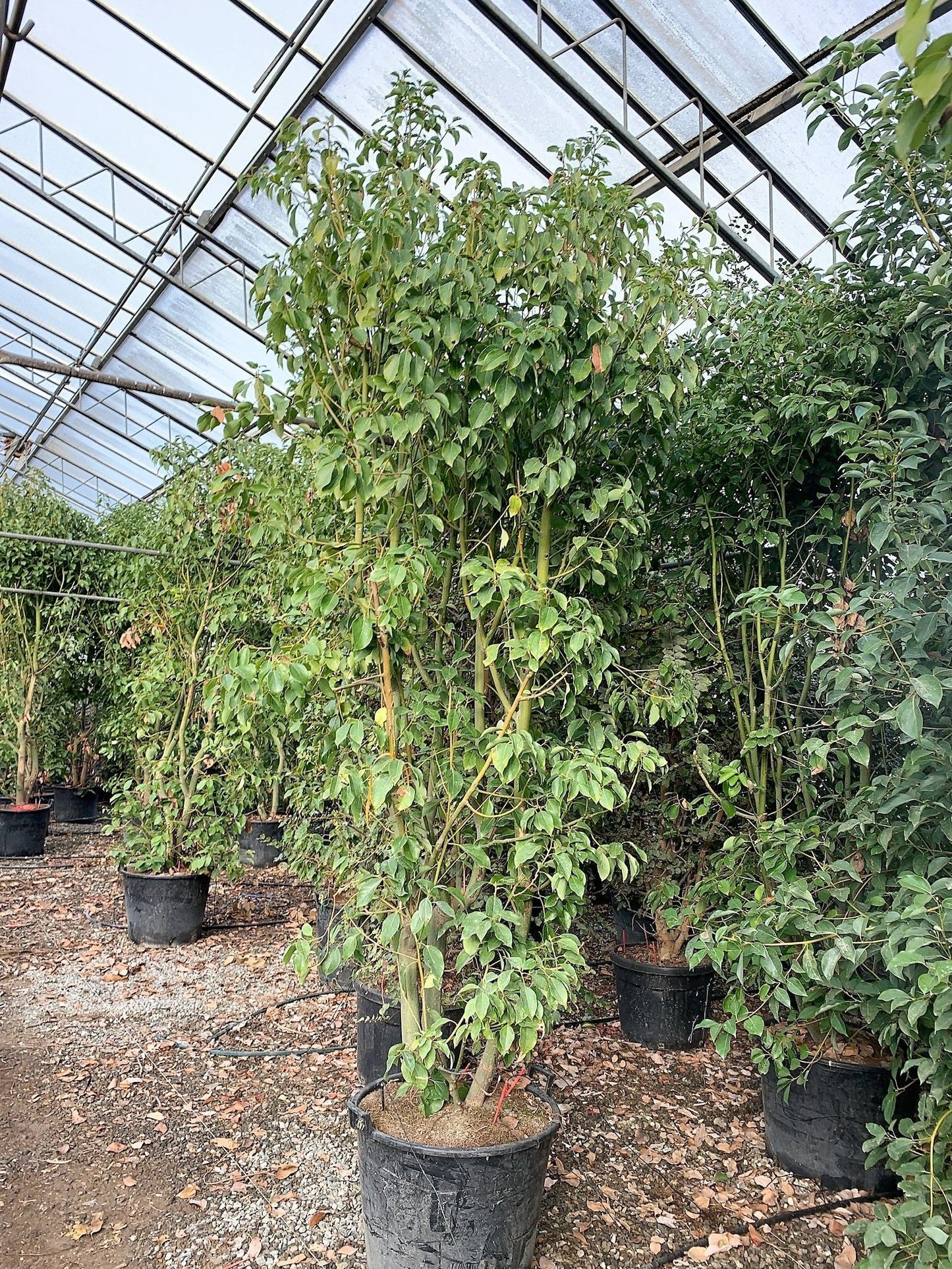 CISTUS albidus