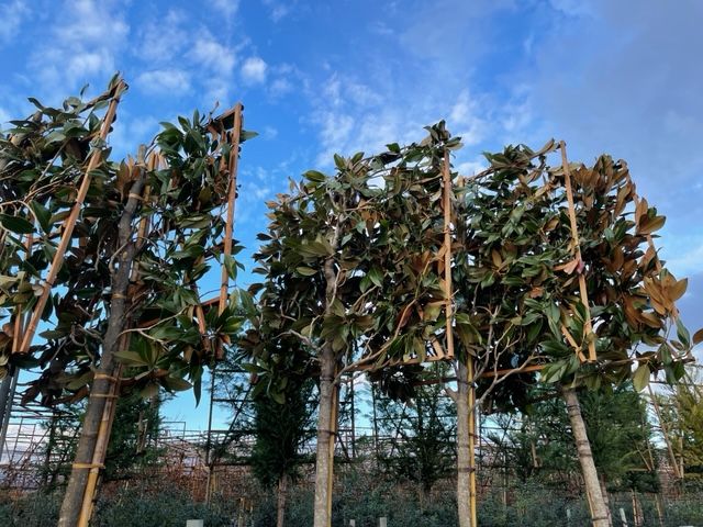 MAGNOLIA grandiflora 'Little Gem'