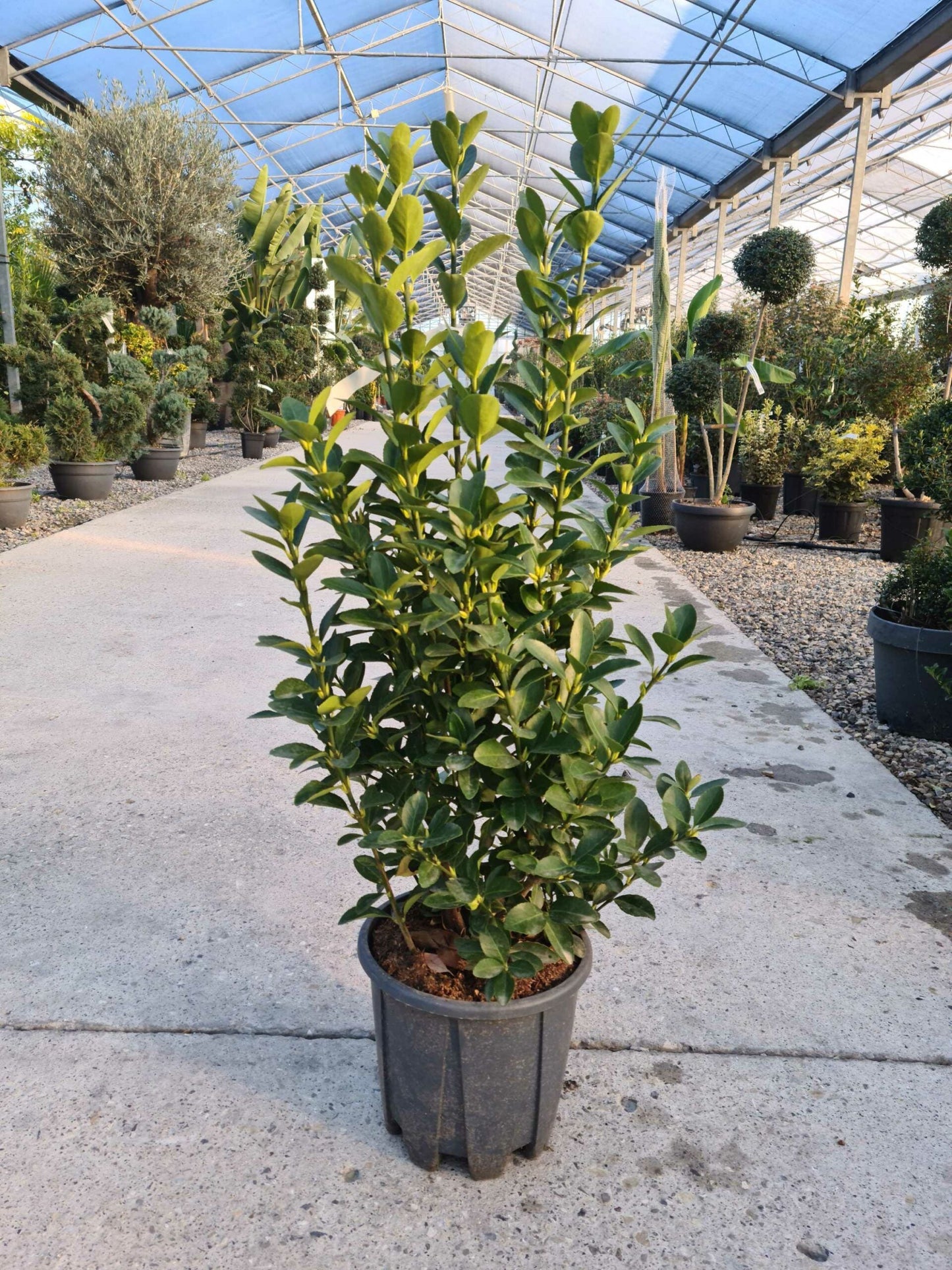 EUONYMUS japonicus 'Aureopictus'