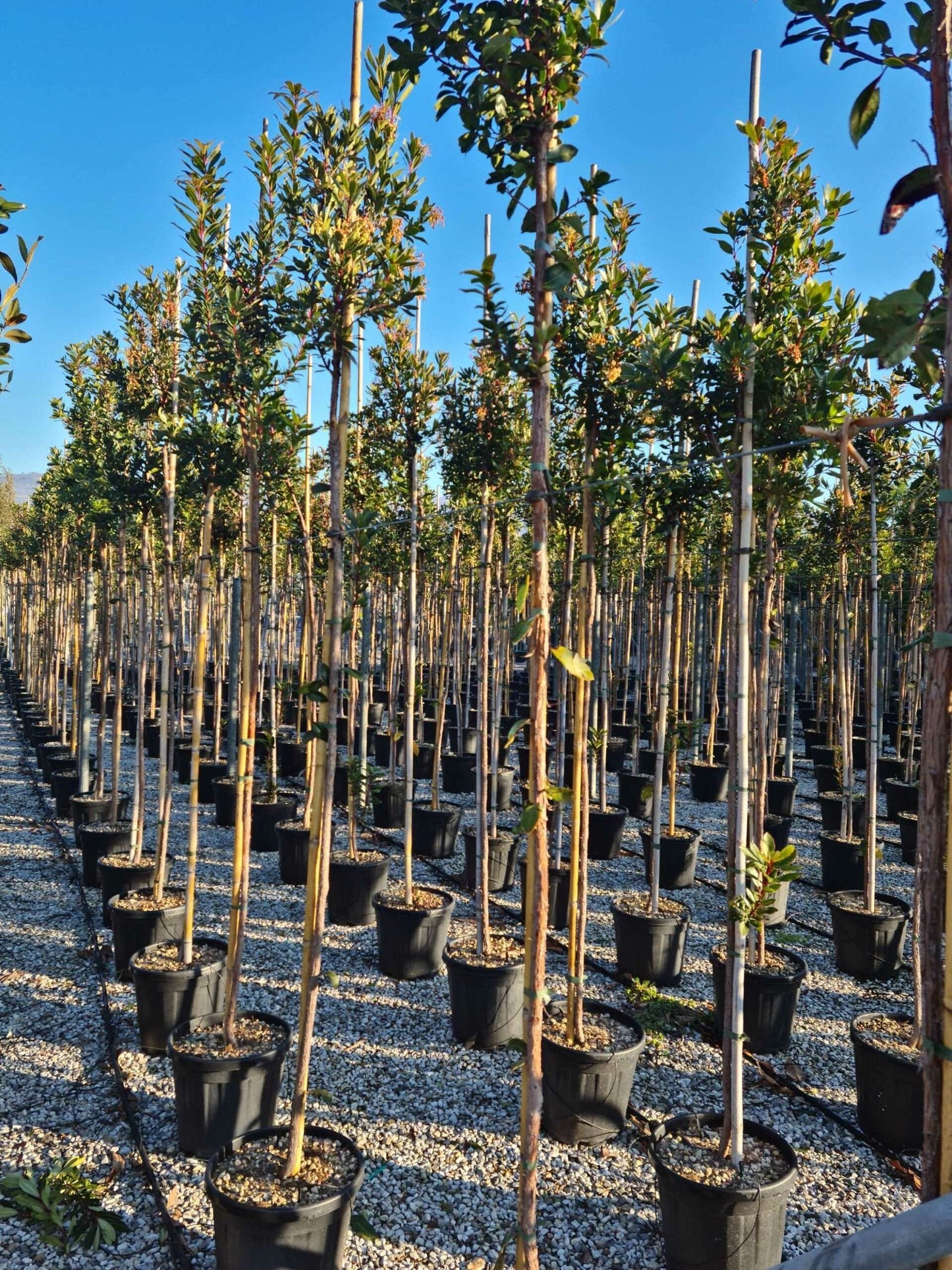ARBUTUS unedo 'Compacta'